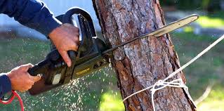 Best Hazardous Tree Removal  in Westville, NJ