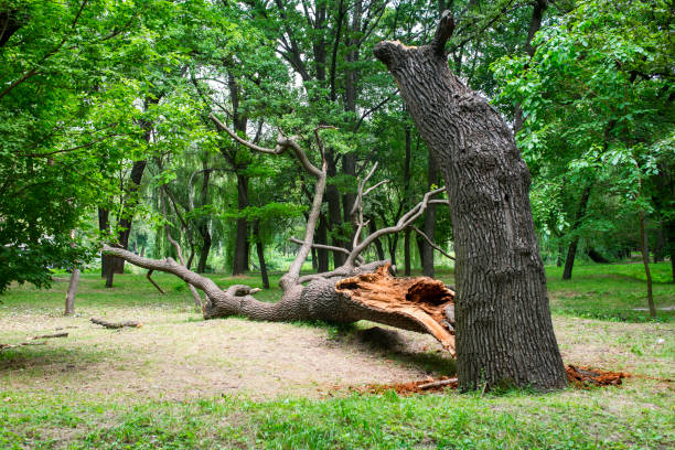 Best Weed Control  in Westville, NJ