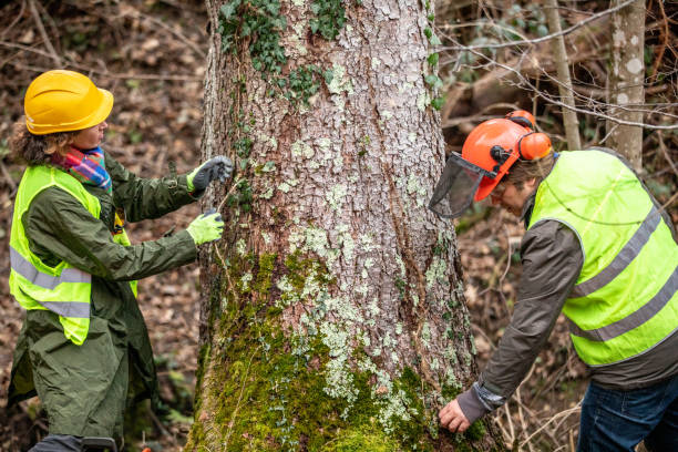 Trusted Westville, NJ Tree Care Experts