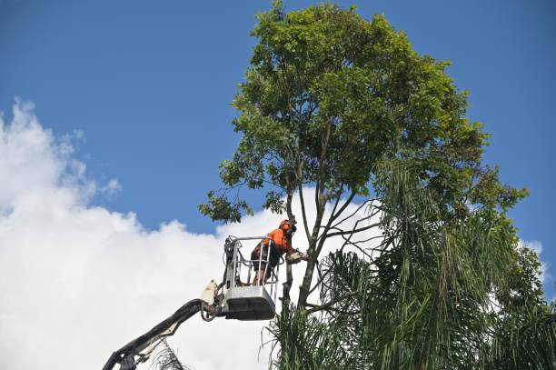 Best Tree Cabling and Bracing  in Westville, NJ