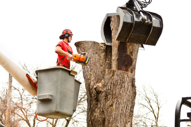 Seasonal Cleanup (Spring/Fall) in Westville, NJ