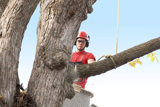 How Our Tree Care Process Works  in  Westville, NJ